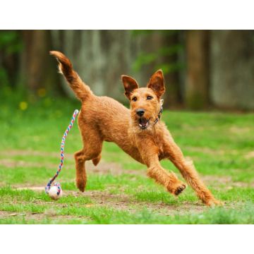 Lais Puzzle - Irish Terrier - 1.000 Teile