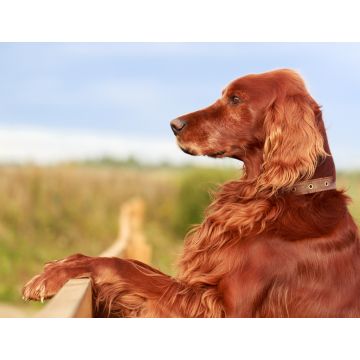 Lais Puzzle - Irischer Red Setter - 1.000 Teile