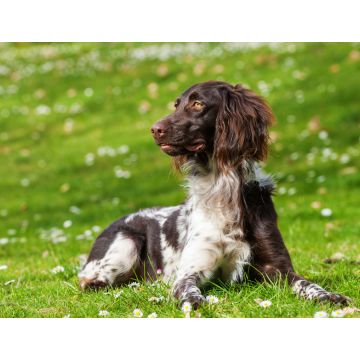 Lais Puzzle - Kleiner Münsterländer - 1.000 Teile
