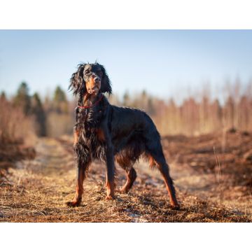 Lais Puzzle - Gordon Setter - 1.000 Teile