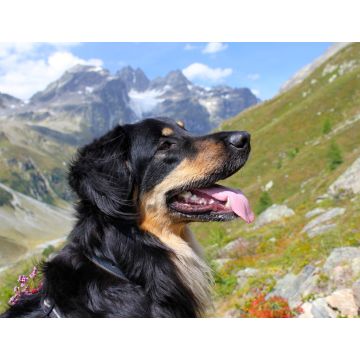 Lais Puzzle - Hovawart - 1.000 Teile