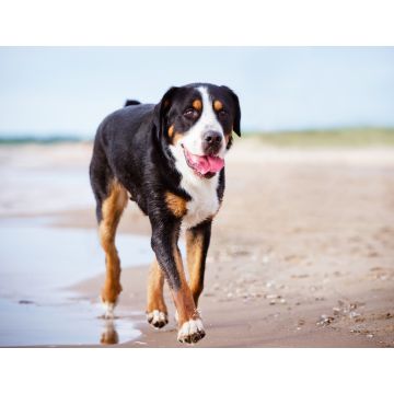 Lais Puzzle - Großer Schweizer Sennenhund - 1.000 Teile