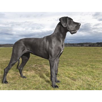 Lais Puzzle - Deutsche Dogge - 1.000 Teile