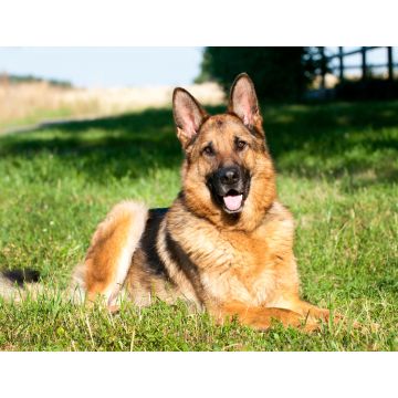 Lais Puzzle - Deutscher Schäferhund - 1.000 Teile