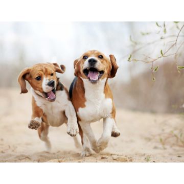 Lais Puzzle - Beagle - 1.000 Teile