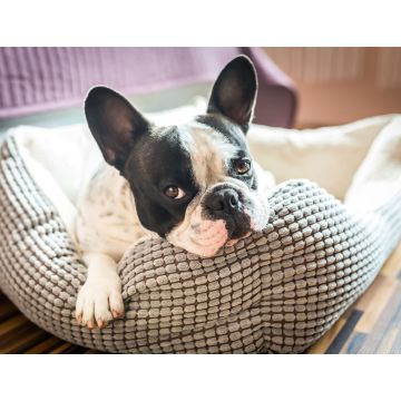 Lais Puzzle - Französische Bulldogge - 1.000 Teile