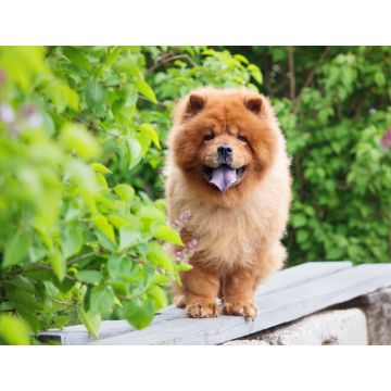 Lais Puzzle - Chow-Chow - 1.000 Teile