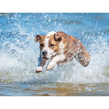 Lais Puzzle - American Staffordshire Terrier - 1.000 Teile