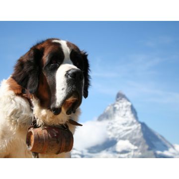 Lais Puzzle - Bernhardiner mit Matterhorn - 1.000 Teile