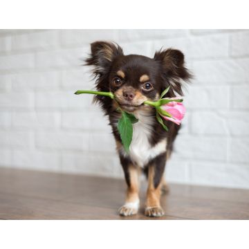 Lais Puzzle - Chihuahua - 1.000 Teile