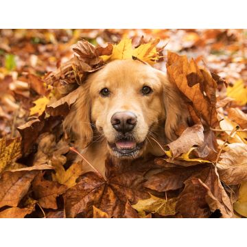 Lais Puzzle - Golden Retriever - 1.000 Teile