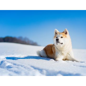 Lais Puzzle - Akita Inu - 1.000 Teile