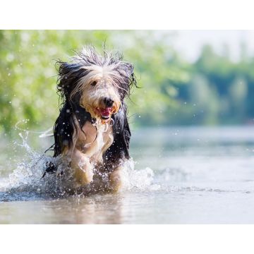 Lais Puzzle - Bearded Collie - 1.000 Teile