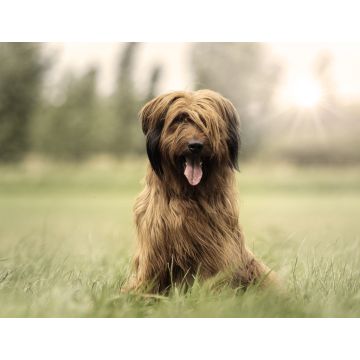 Lais Puzzle - Briard - 1.000 Teile