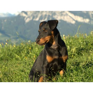 Lais Puzzle - Deutscher Jagdterrier - 1.000 Teile