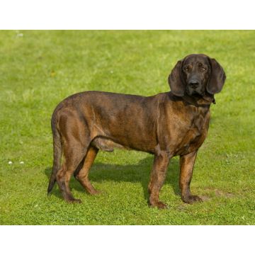 Lais Puzzle - Hannoverscher Schweißhund - 1.000 Teile