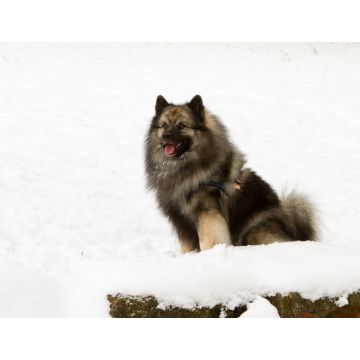 Lais Puzzle - Deutscher Wolfsspitz - 1.000 Teile