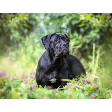 Lais Puzzle - Cane Corso - 1.000 Teile