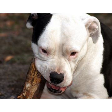 Lais Puzzle - Amerikanischer Pitbull-Terrier - 1.000 Teile