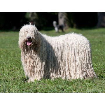 Lais Puzzle - Komondor - 1.000 Teile