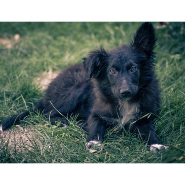 Lais Puzzle - Kroatischer Schäferhund - 1.000 Teile
