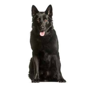 Lais Puzzle - Deutscher Schäferhund schwarz - 1.000 Teile
