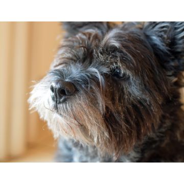 Lais Puzzle - Cairn-Terrier - 1.000 Teile