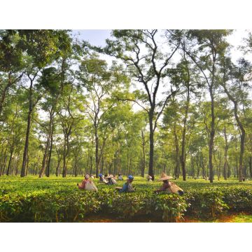 Lais Puzzle - Teegartenarbeiterinnen pflücken Teeblätter in Assam - Indien - 1.000 Teile
