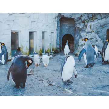 Lais Puzzle - Pinguin-Parade im Asahiyama Zoo, Japan - 1.000 Teile