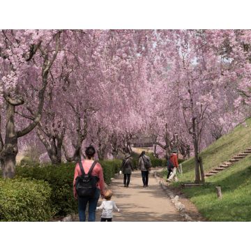 Lais Puzzle - Volle Blüte der Shidare-Sakura in Ibaraki, Japan - 1.000 Teile