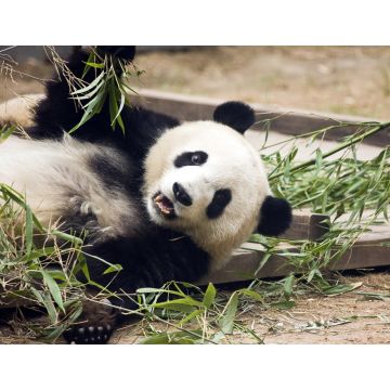 Lais Puzzle - Panda frisst Bambus, China - 1.000 Teile