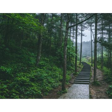 Lais Puzzle - Pfad im Wald im Berg Mingyue, Jiangxi, China - 1.000 Teile