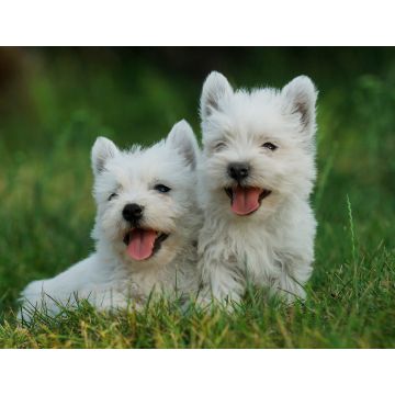 Lais Puzzle - West Highland White Terrier - 1.000 Teile