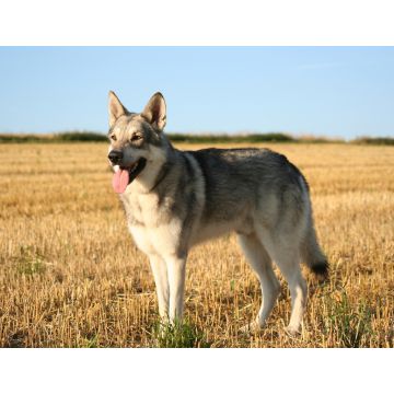 Lais Puzzle - Saarlooswolfhund - 1.000 Teile