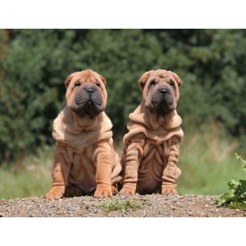 Lais Puzzle - Shar Pei - 1.000 Teile