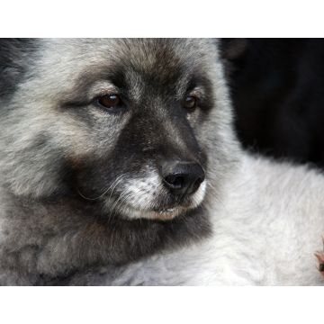 Lais Puzzle - Wolfsspitz - 1.000 Teile