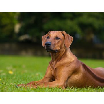 Lais Puzzle - Rhodesian Ridgeback - 1.000 Teile