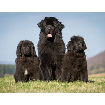 Lais Puzzle - Neufundländer - 1.000 Teile