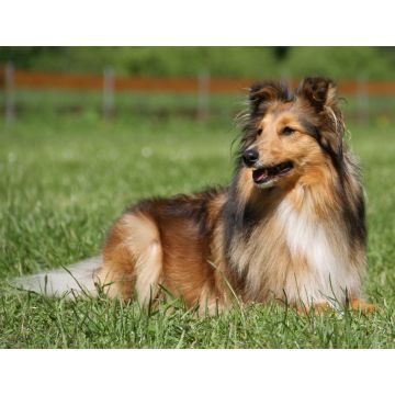 Lais Puzzle - Sheltie - 1.000 Teile