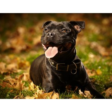 Lais Puzzle - Staffordshire Bullterrier - 1.000 Teile