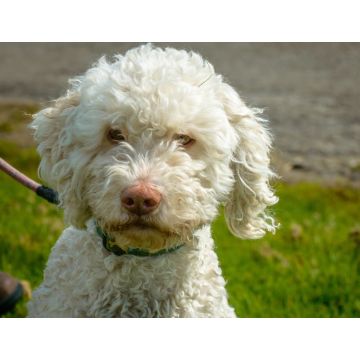 Lais Puzzle - Lagotto Romagnolo - 1.000 Teile