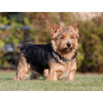 Lais Puzzle - Norwich Terrier - 1.000 Teile