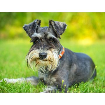 Lais Puzzle - Schnauzer - 1.000 Teile
