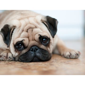 Lais Puzzle - Mops - 1.000 Teile