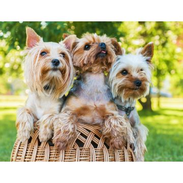 Lais Puzzle - Yorkshire Terrier - 1.000 Teile