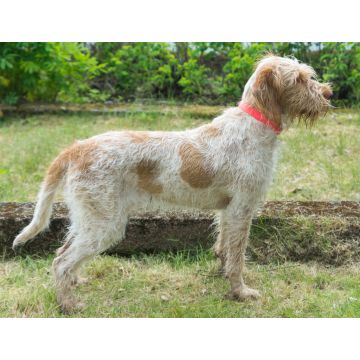 Lais Puzzle - Spinone Italiano - 1.000 Teile