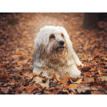 Lais Puzzle - Tibet Terrier - 1.000 Teile