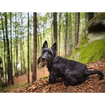 Lais Puzzle - Scottish Terrier - 1.000 Teile
