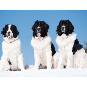 Lais Puzzle - Landseer - 1.000 Teile