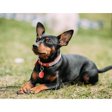 Lais Puzzle - Zwergpinscher - 1.000 Teile